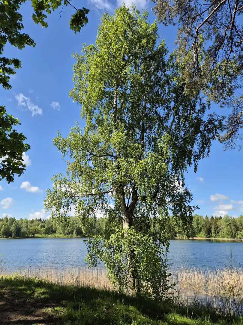 Šiaurinė