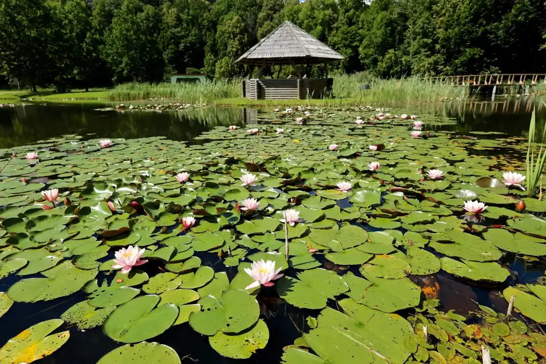 Lakštingalų slėnis